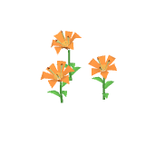 Lys orange
