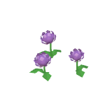 Chrysanthèmes violets
