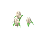 Jacinthes blanches