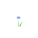 Fleur bleue