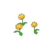 Chrysanthèmes jaunes