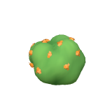 Osmanthe