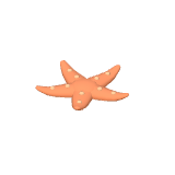 Étoile de mer