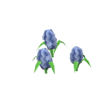 Jacinthes bleues