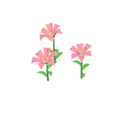 Lys roses