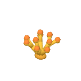 Corail buissonnant