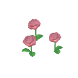 Roses roses