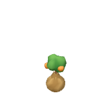 Plant de oranger
