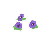 Pensées violettes