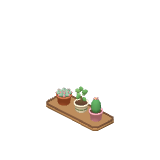 Plantes grasses