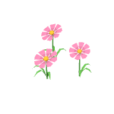 Cosmos roses