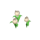 Tulipes blanches