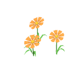 Cosmos orange