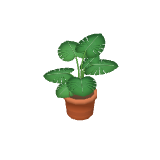 Monstera