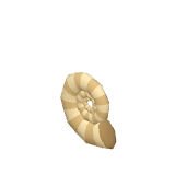 Coquille fossile