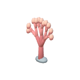 Corail éventail