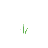 Fleur blanche