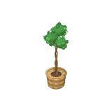 Ficus