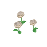 Roses blanches