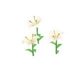 Lys blancs
