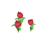 Tulipes rouges