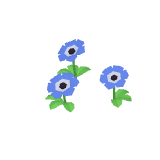 Anémones bleues