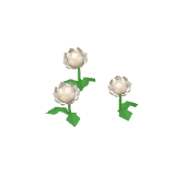 Chrysanthèmes blancs