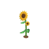Tournesol