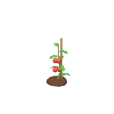 Tomates