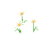 Cosmos blancs