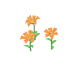 Lys orange