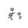 Chrysanthèmes violets