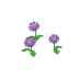 Chrysanthèmes violets