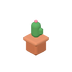 Cactus en pot
