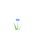 Fleur bleue