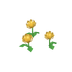 Chrysanthèmes jaunes