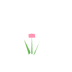 Fleur rose