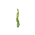 Varech