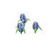 Jacinthes bleues