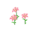 Lys roses