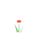 Coquelicot
