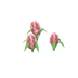 Jacinthes roses