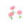 Cosmos roses
