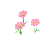 Cosmos roses