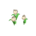 Tulipes blanches