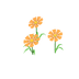 Cosmos orange