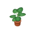 Monstera