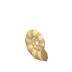 Coquille fossile