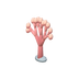Corail éventail