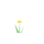 Fleur jaune